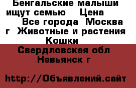 Бенгальские малыши ищут семью) › Цена ­ 5 500 - Все города, Москва г. Животные и растения » Кошки   . Свердловская обл.,Невьянск г.